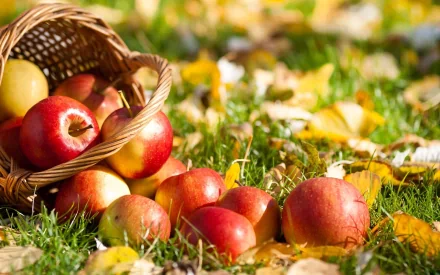 HD desktop wallpaper showing fresh red apples spilling from a wicker basket onto green grass with yellow autumn leaves scattered around.
