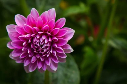 A vibrant pink dahlia flower in full bloom, set against a lush green backdrop, creating a stunning nature-inspired HD wallpaper for your desktop.