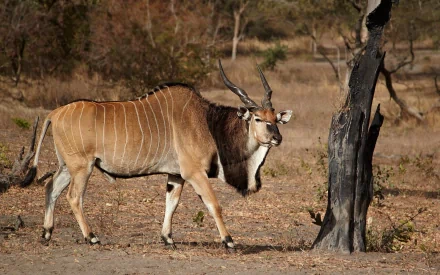 HD desktop wallpaper of a giant eland, a large antelope, walking in a dry, wooded landscape.