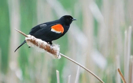 HD desktop wallpaper featuring a red-winged blackbird perched on a cattail with a blurred green natural background.