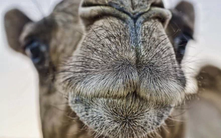 Animal camel HD Desktop Wallpaper | Background Image