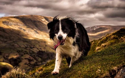 A vibrant border collie joyfully walks along a grassy hillside, framed by a dramatic landscape of rolling hills and overcast skies, creating a stunning HD wallpaper backdrop.