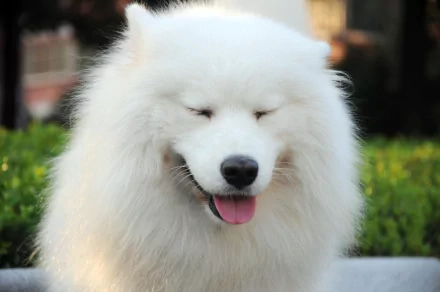 A close-up of a happy Samoyed dog with its eyes closed and a pink tongue sticking out, set against a green background. This image serves as a vibrant 4K Ultra HD desktop wallpaper.