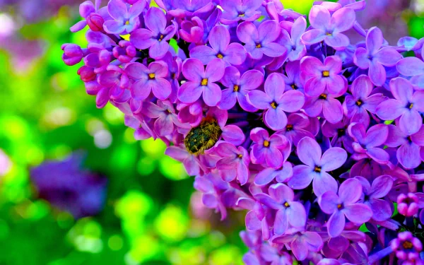 Vibrant purple blossoms with a bee gathering nectar, captured in stunning 4K Ultra HD for a vivid nature-themed PC desktop wallpaper.