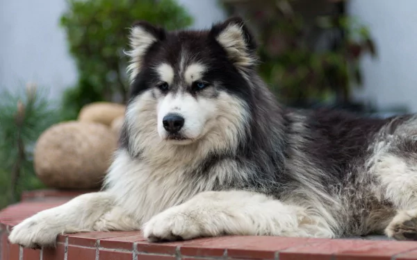A majestic husky lounges peacefully on a brick surface, surrounded by greenery, showcasing its striking coat and expressive features in this high-definition desktop wallpaper.