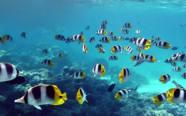 A vibrant HD wallpaper showcasing a school of butterflyfish swimming gracefully above a coral reef, with clear blue water creating a serene underwater scene.