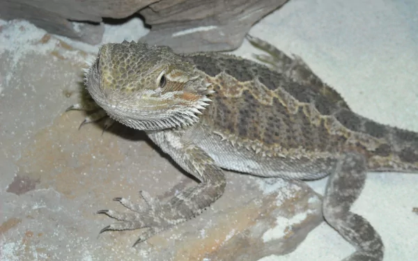 Animal lizard HD Desktop Wallpaper | Background Image