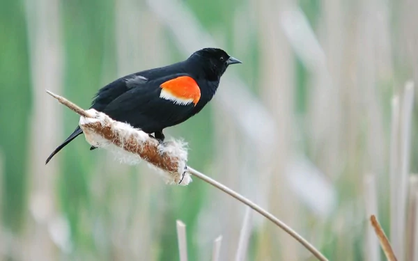 HD desktop wallpaper featuring a red-winged blackbird perched on a cattail with a blurred green natural background.