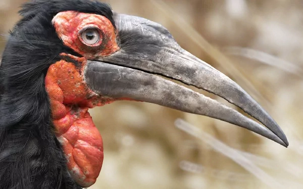 Animal southern ground hornbill HD Desktop Wallpaper | Background Image