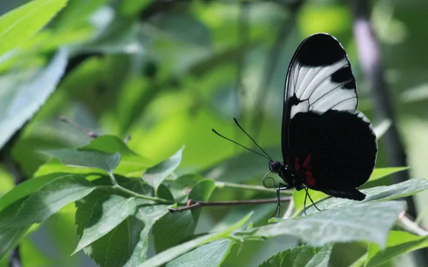 A striking black and white butterfly perched delicately on green leaves, showcasing its vibrant colors in this HD desktop wallpaper and background.