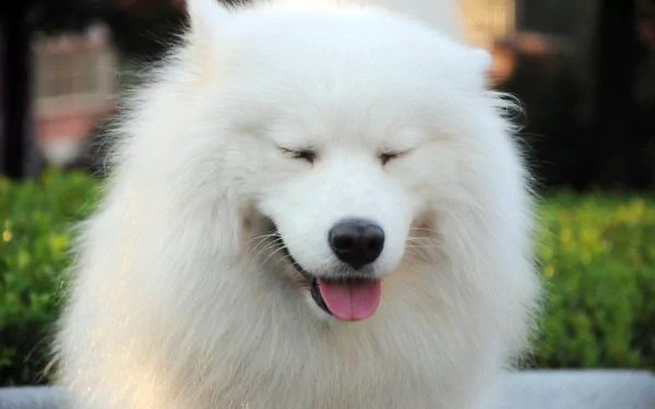 A close-up of a happy Samoyed dog with its eyes closed and a pink tongue sticking out, set against a green background. This image serves as a vibrant 4K Ultra HD desktop wallpaper.