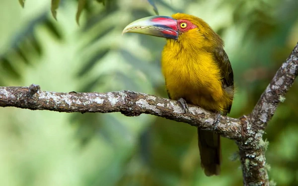 A vibrant toucan perched on a branch, surrounded by lush greenery, captured in stunning detail for an HD PC desktop wallpaper and background.