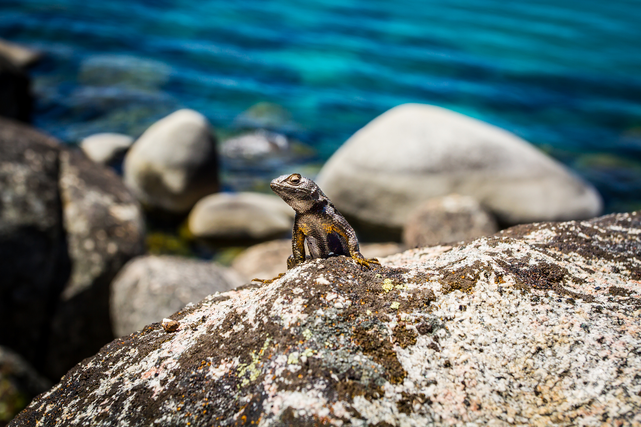 Animal Lizard HD Wallpaper | Background Image