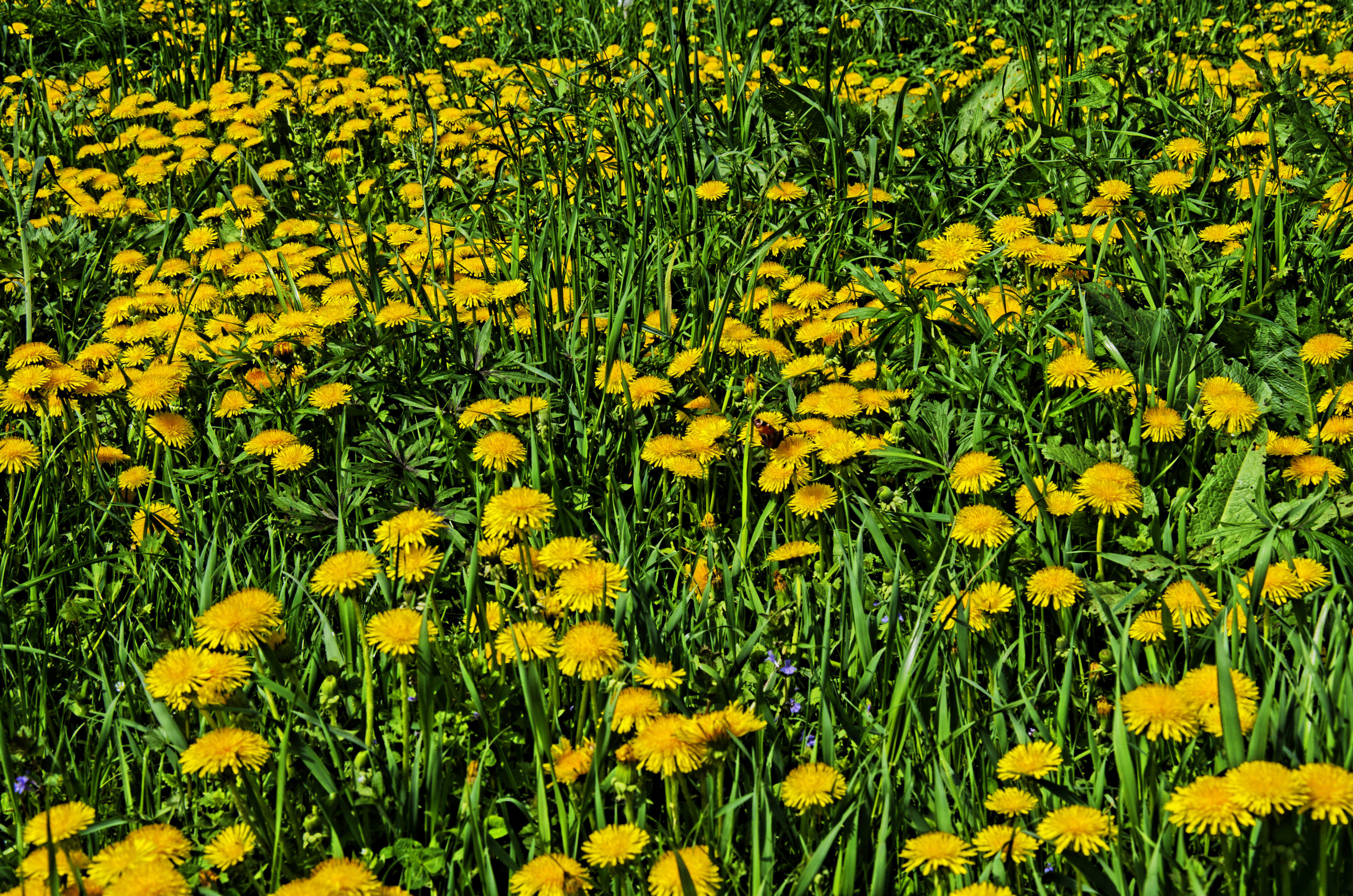 Nature Dandelion HD Wallpaper | Background Image