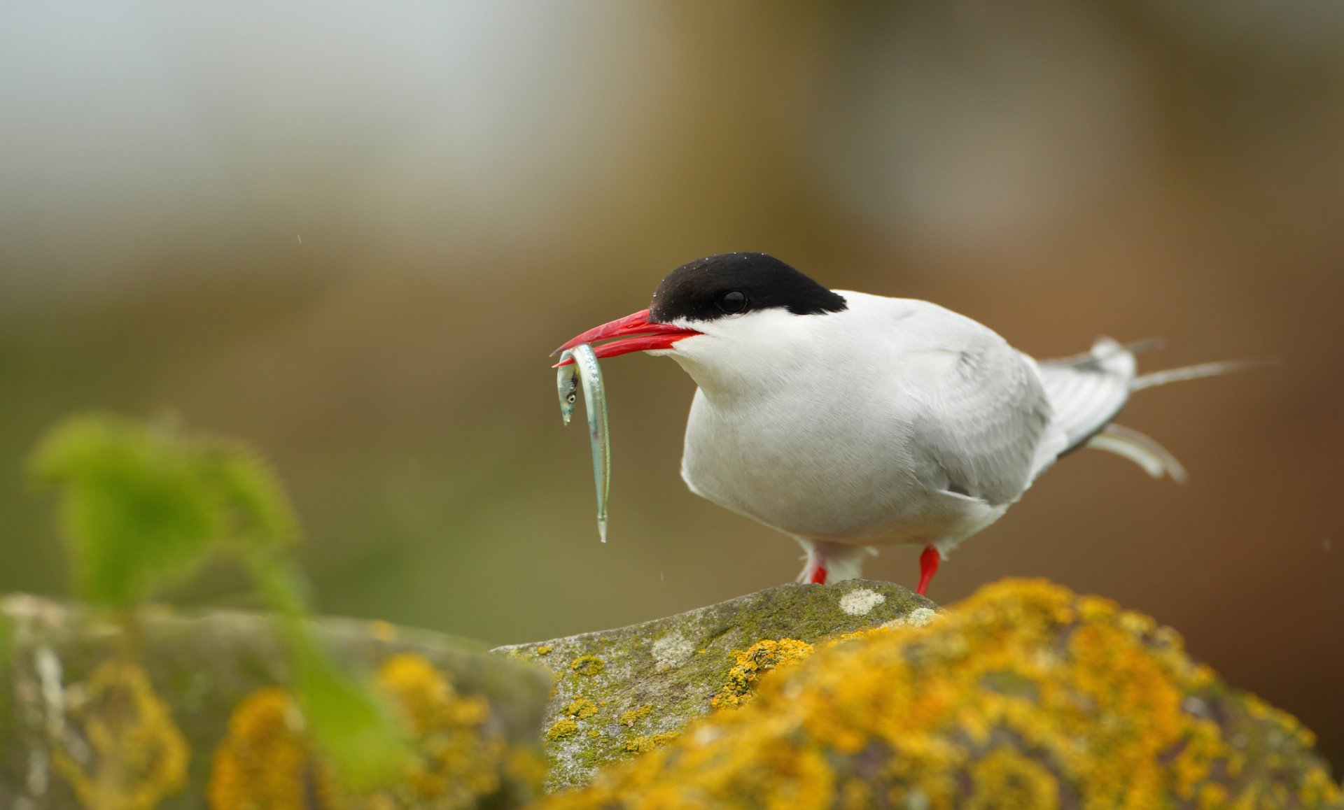 HD PC desktop wallpaper featuring an Arctic Tern bird perched on a mossy rock with a small fish in its red beak, showcasing vibrant natural details.