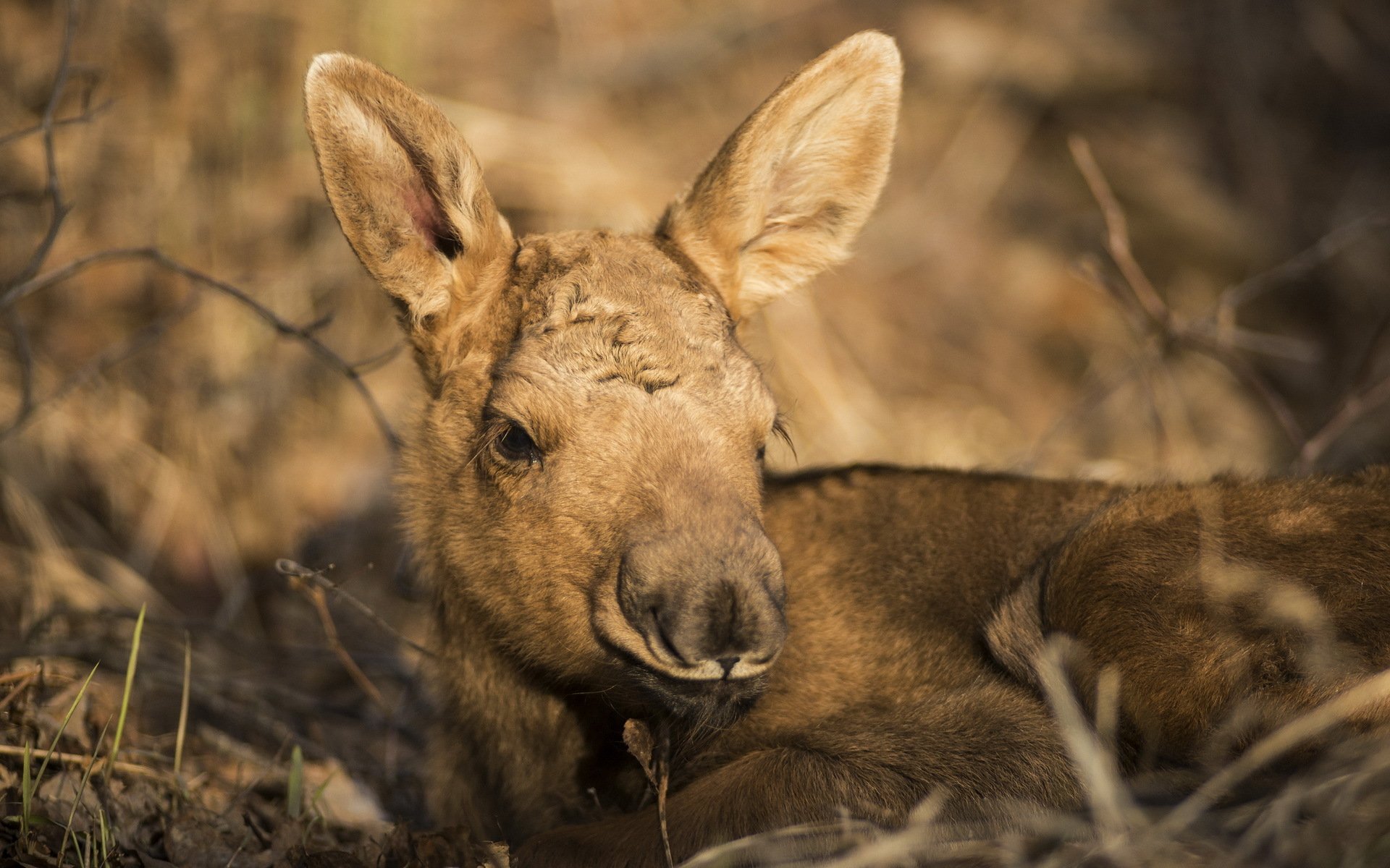HD PC desktop wallpaper showing a close-up of a young moose resting among dry branches in natural light.
