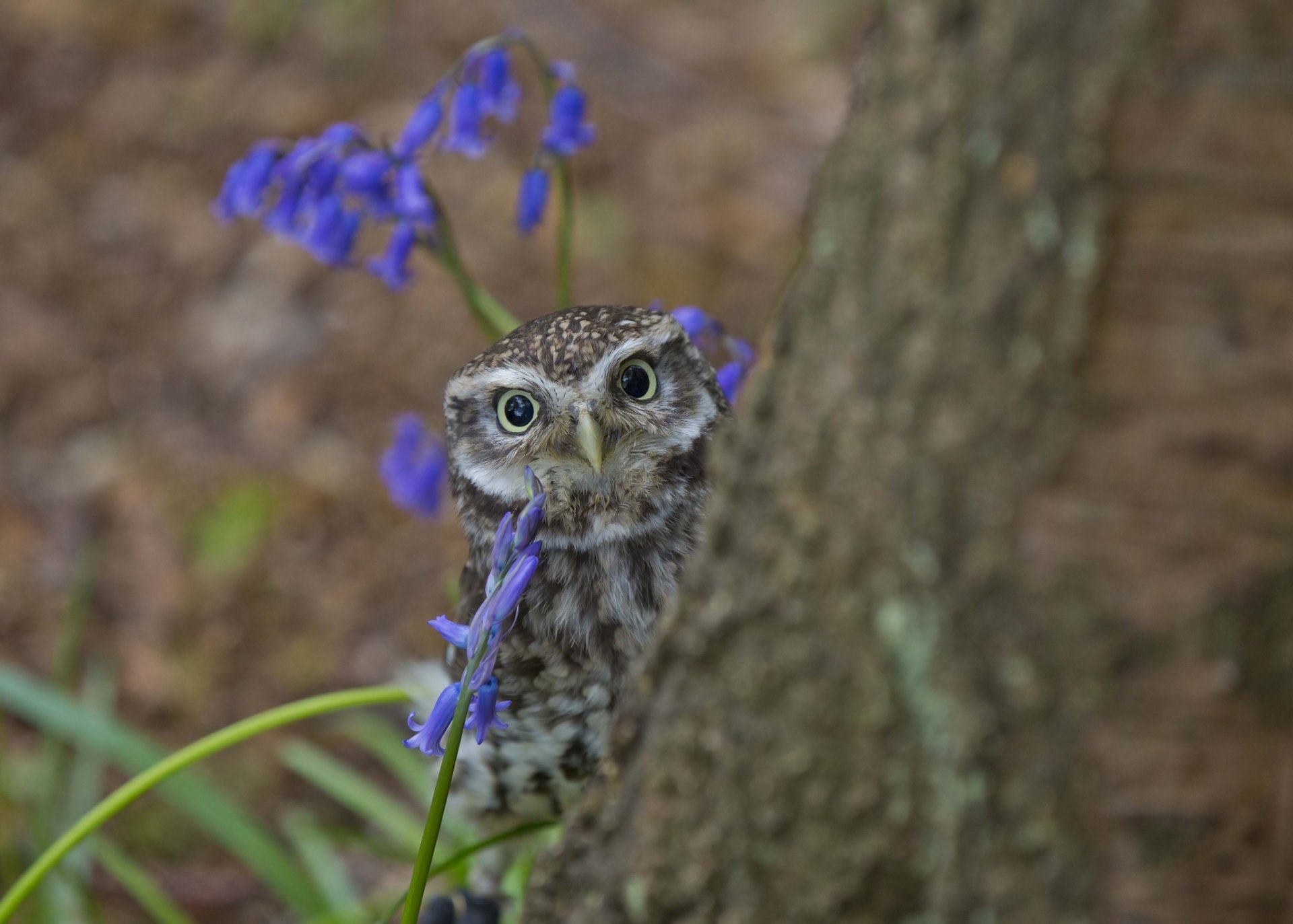 A captivating owl peers from behind a tree, surrounded by delicate blue flowers. This enchanting image serves as an HD PC desktop wallpaper and background.