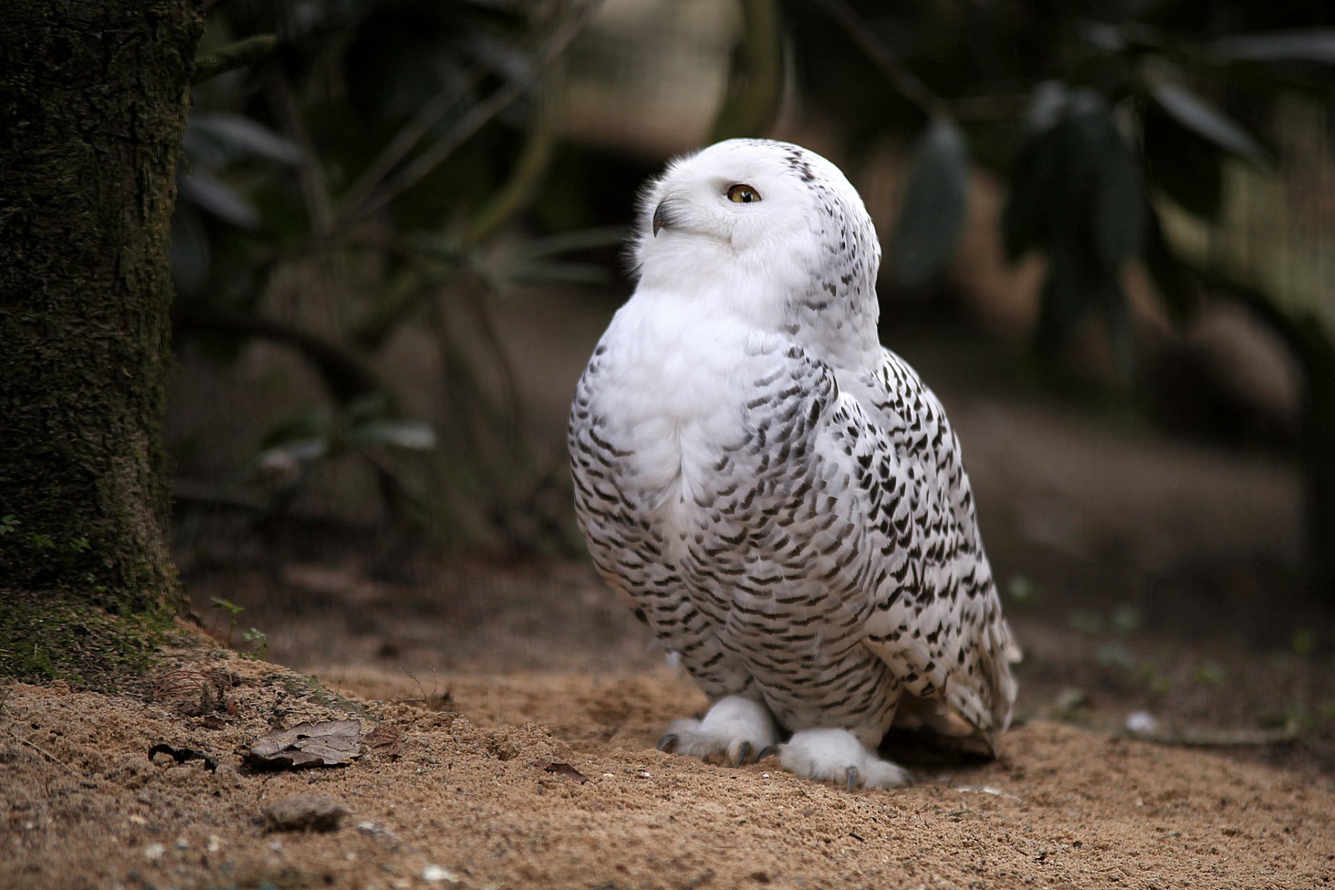 A snowy owl perched on sandy ground, showcasing its striking white and gray feathers, makes for an enchanting HD desktop wallpaper and background.