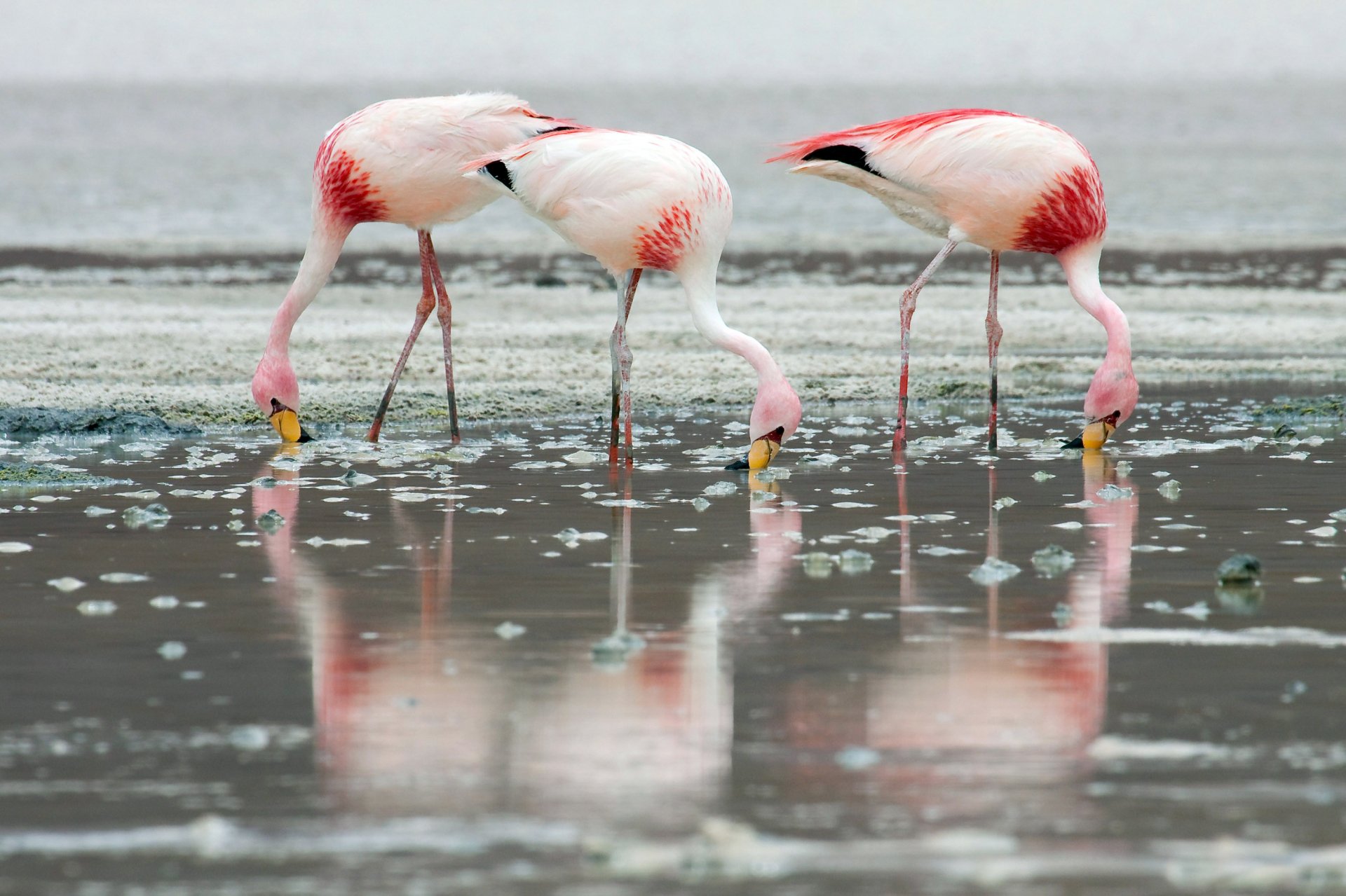 HD desktop wallpaper showing four flamingos with pink and white feathers standing and feeding in shallow water, their reflections visible on the surface.