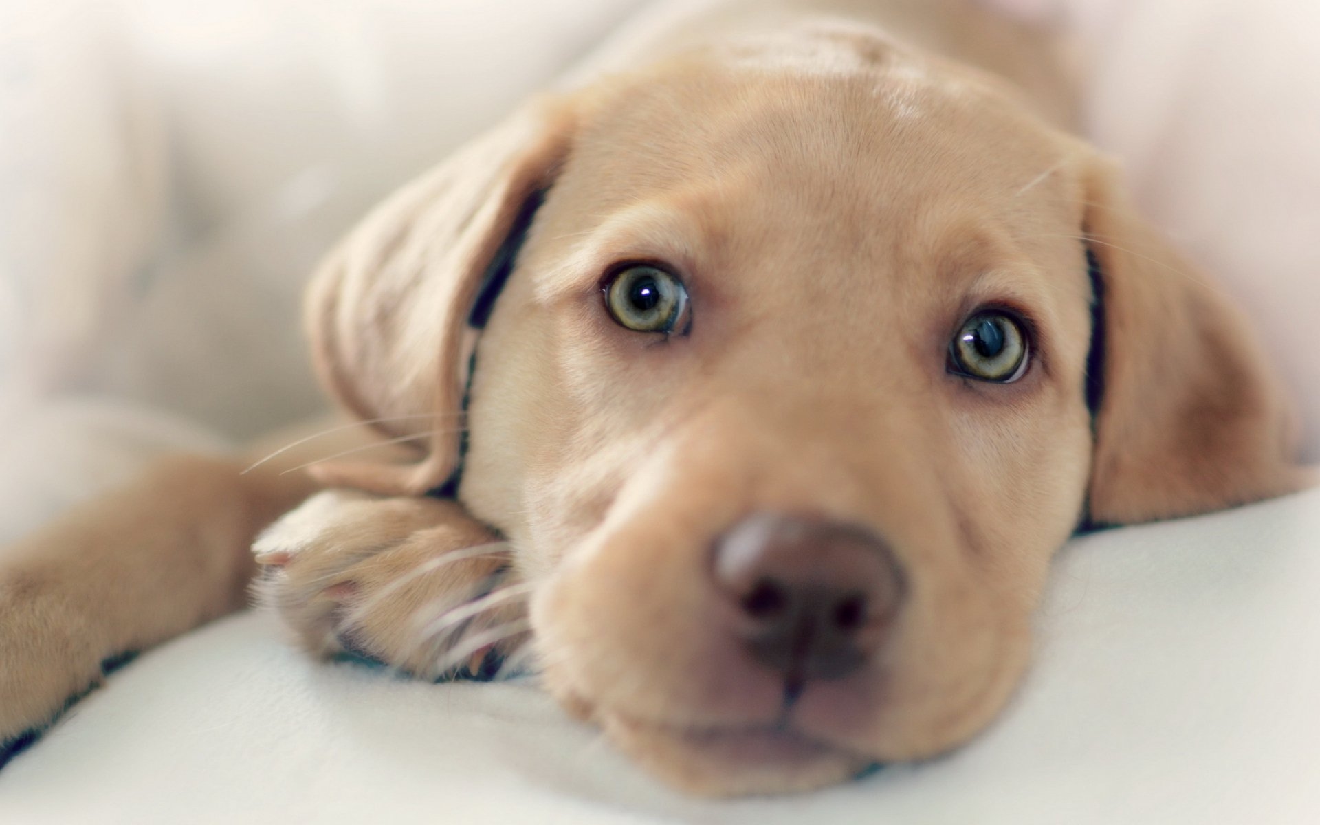 Puppy HD Wallpaper | Background Image | 2560x1600 | ID:409594