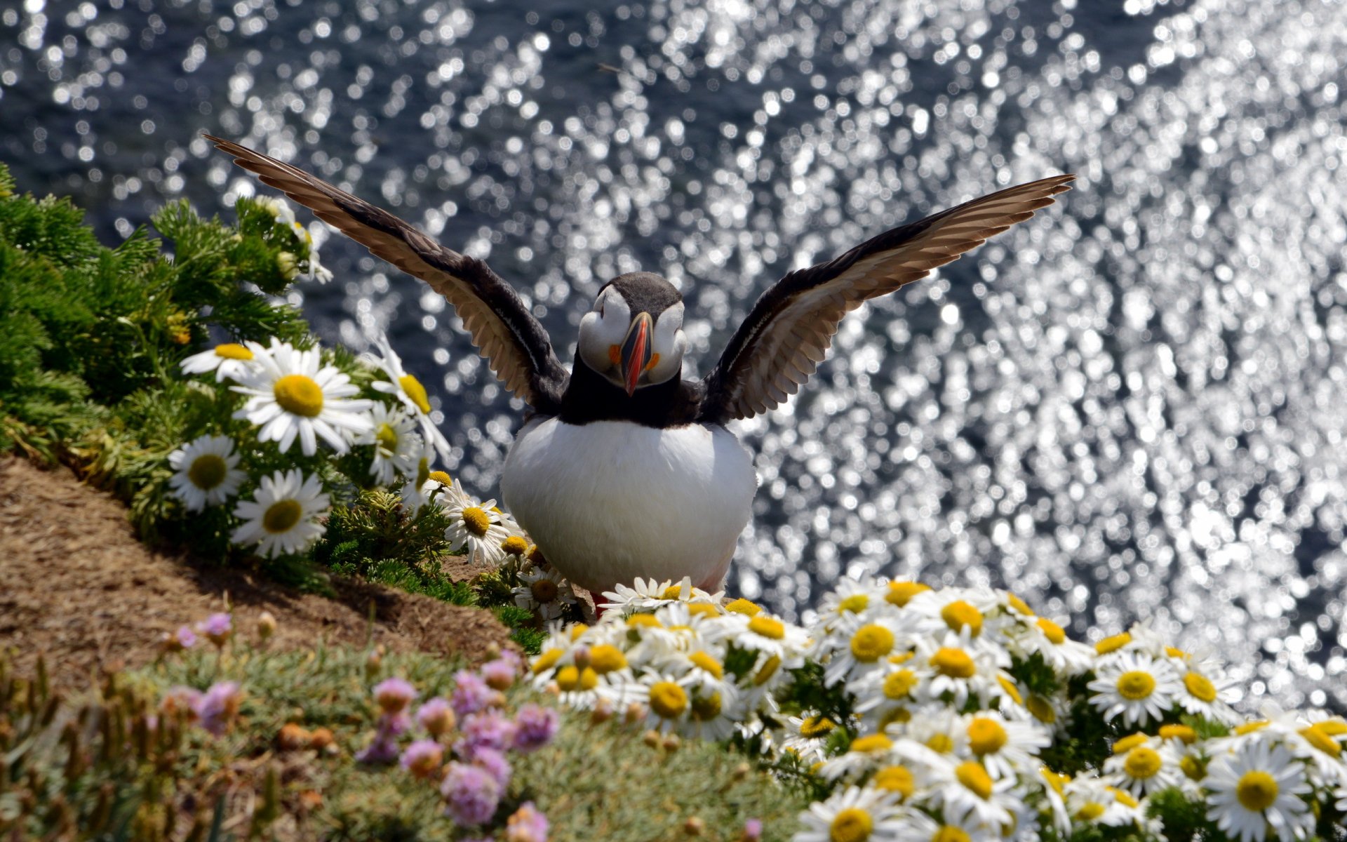 HD PC desktop wallpaper featuring a puffin spreading its wings on a cliffside surrounded by daisies with a sparkling water background.