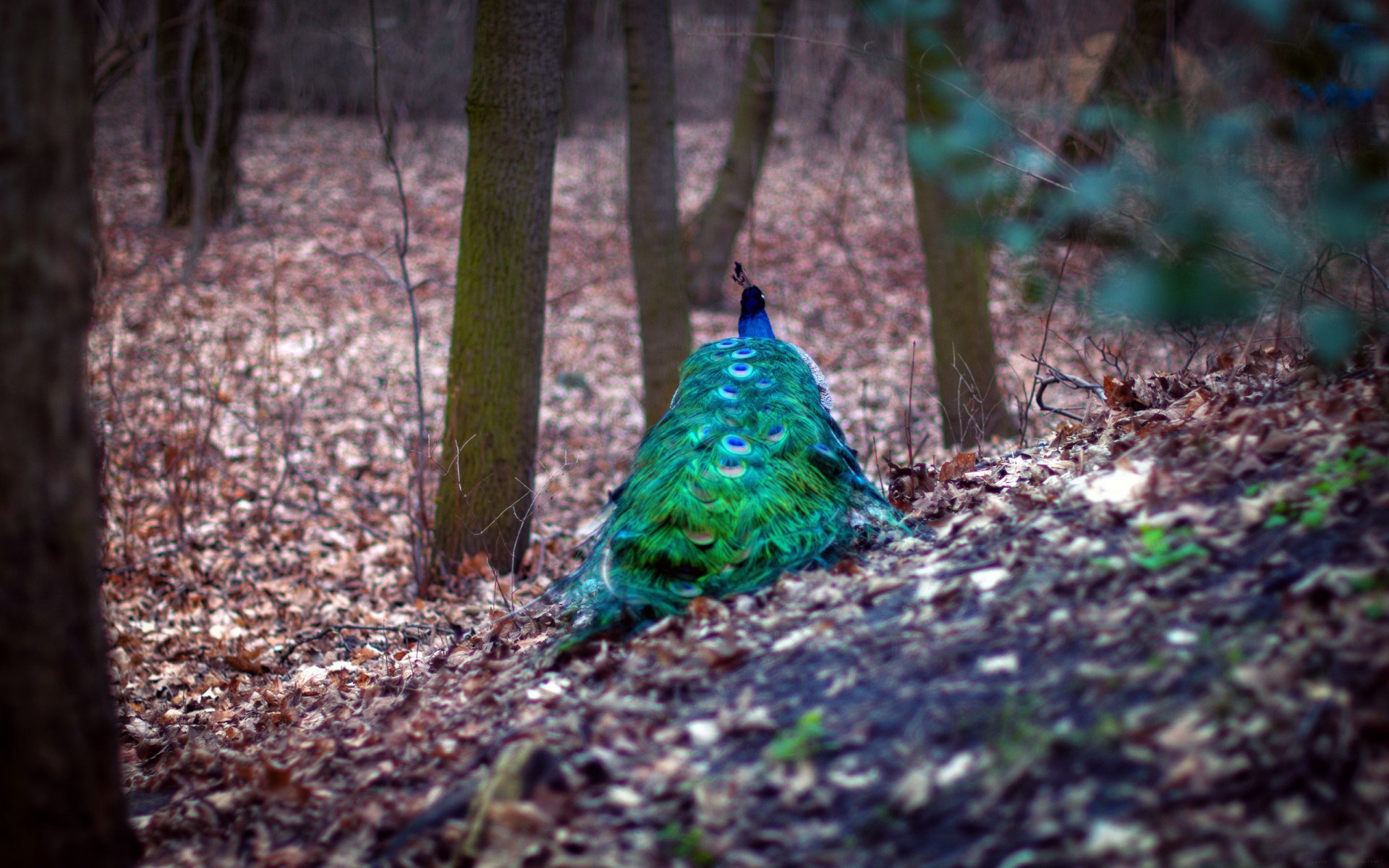 HD PC desktop wallpaper featuring a vibrant peacock resting on the forest floor among trees and fallen leaves.