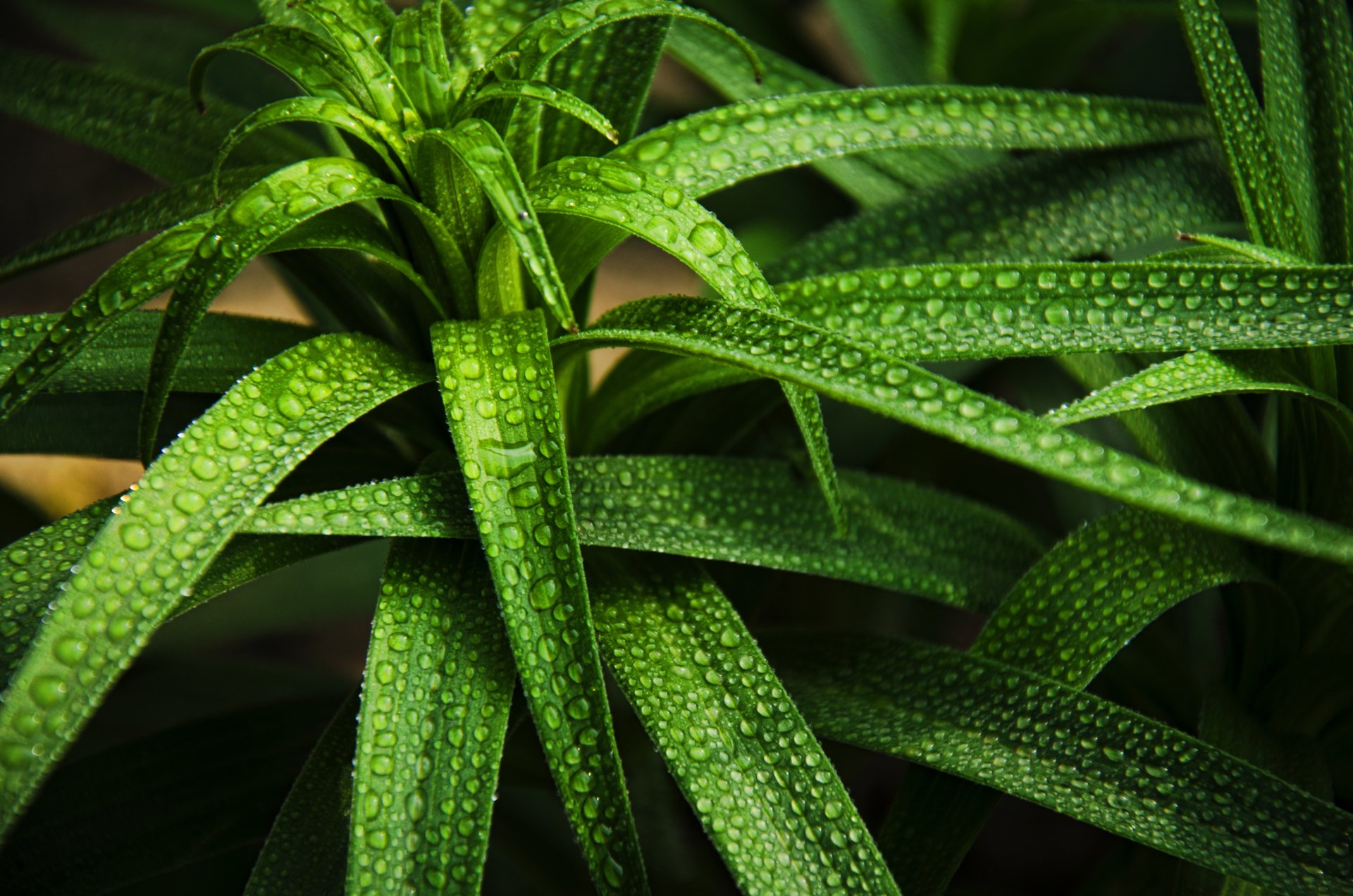 Lush green leaves adorned with glistening water drops, showcasing the beauty of nature in a vibrant 4K Ultra HD desktop wallpaper.