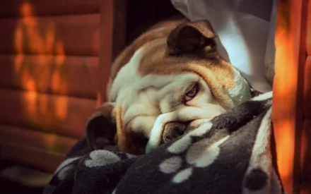 HD PC desktop wallpaper featuring a close-up of a relaxed bulldog resting on a paw-print blanket inside a cozy wooden space.