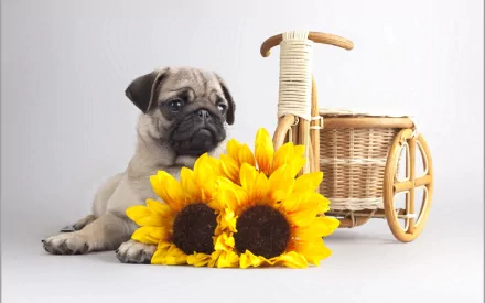 HD desktop wallpaper featuring a pug resting beside bright yellow sunflowers and a small wicker cart, creating a charming and cozy background.