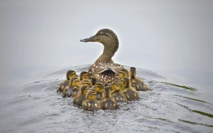 A serene HD desktop wallpaper featuring a mother duck leading her ducklings across calm waters, creating a charming and peaceful nature scene.