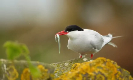 HD PC desktop wallpaper featuring an Arctic Tern bird perched on a mossy rock with a small fish in its red beak, showcasing vibrant natural details.