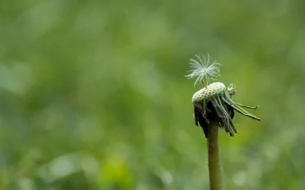HD nature desktop wallpaper showing a close-up of a dandelion seed head with a single remaining seed against a soft green background.
