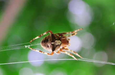 HD desktop wallpaper featuring a close-up of a spider on its web with a softly blurred green background.