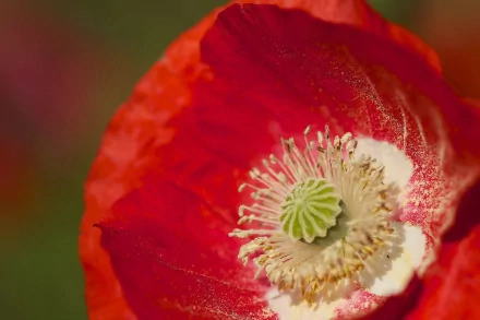 Close-up of a vibrant red poppy flower with detailed petals and seed pod, captured in high definition as a nature-themed PC desktop wallpaper.