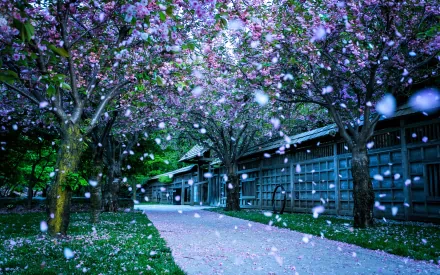 HD desktop wallpaper of a peaceful pathway lined with purple-blossomed trees and a man-made wooden fence, capturing the serene beauty of falling petals.