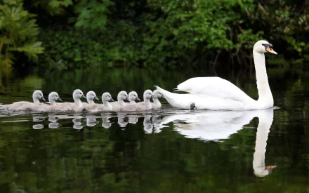 A serene scene of a mute swan swimming with its seven fluffy cygnets, their reflections mirrored in the calm water, surrounded by lush greenery. An enchanting depiction of nature.
