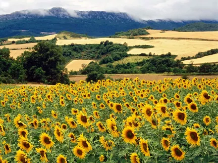 nature sunflower HD Desktop Wallpaper | Background Image