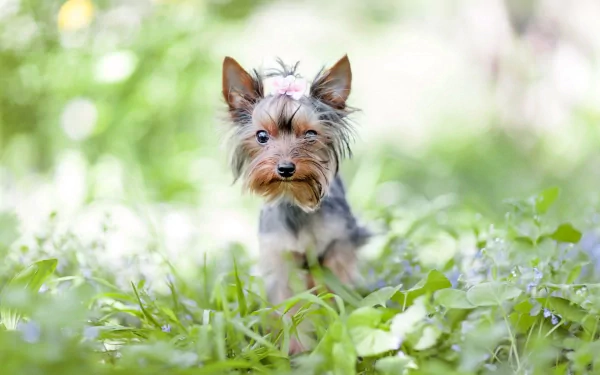 Animal terrier HD Desktop Wallpaper | Background Image