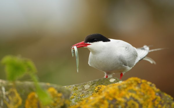 Animal Arctic Tern Birds Seabirds HD Wallpaper | Background Image