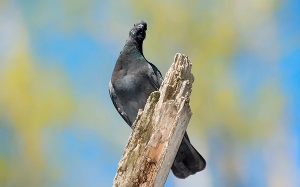 A close-up of a pigeon perched atop a weathered tree stump, against a blurred background of soft colors, creating an engaging HD desktop wallpaper and background.