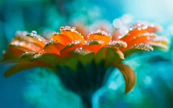 Close-up of an orange flower adorned with water droplets, set against a vibrant blue-green background. This nature HD desktop wallpaper brings the beauty of flowers to your screen.