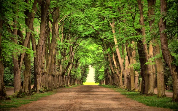 A serene path lined with lush green trees leads into a bright distance, capturing the essence of nature in this vibrant HD desktop wallpaper. 