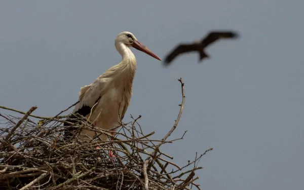HD desktop wallpaper featuring a white stork perched on a nest with a blurred bird flying in the background against a muted sky.