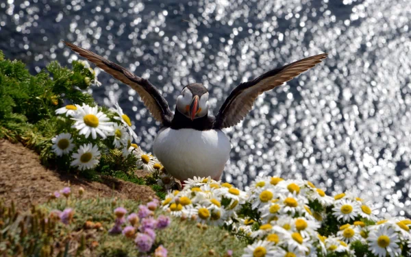 HD PC desktop wallpaper featuring a puffin spreading its wings on a cliffside surrounded by daisies with a sparkling water background.