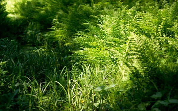 nature fern HD Desktop Wallpaper | Background Image