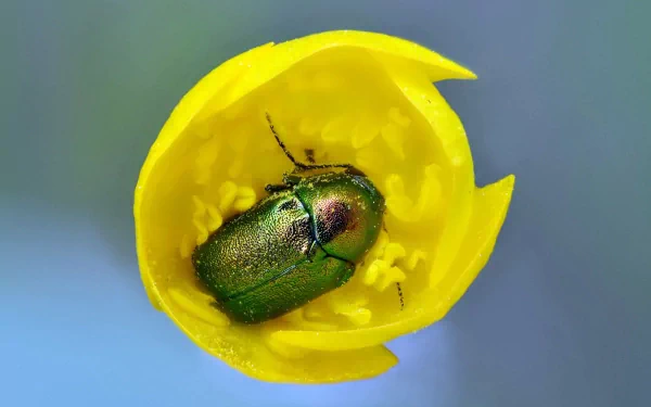 Animal beetle HD Desktop Wallpaper | Background Image