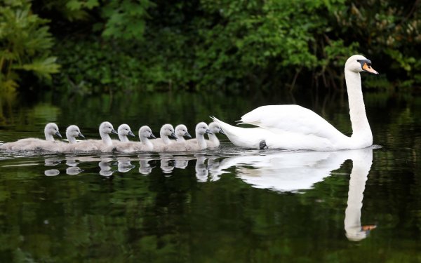 Animal Mute swan Birds Swans Swan Bird Water Reflection Baby Animal Chick HD Wallpaper | Background Image