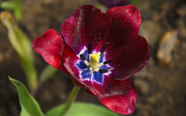A close-up 4K Ultra HD image of a red tulip with dew drops, showcasing intricate petal details against a blurred natural background.