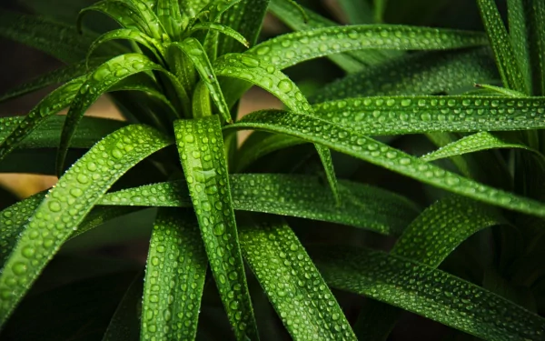 Lush green leaves adorned with glistening water drops, showcasing the beauty of nature in a vibrant 4K Ultra HD desktop wallpaper.