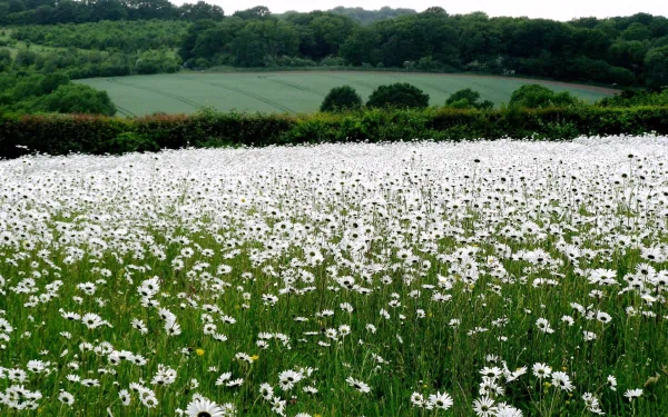 A serene landscape featuring a vast field of blooming daisies, set against lush greenery and rolling hills, creating a tranquil nature-inspired HD desktop wallpaper.